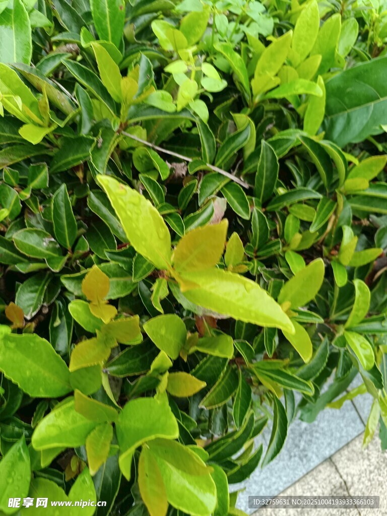 翠绿植物生机盎然