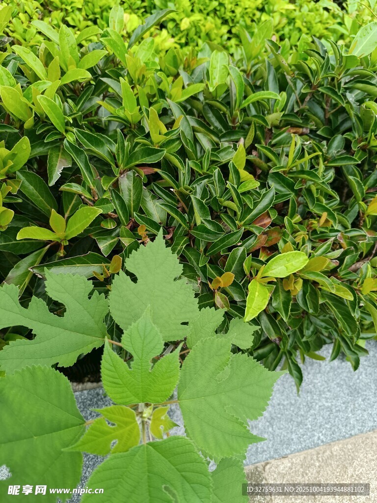 绿叶植物近景