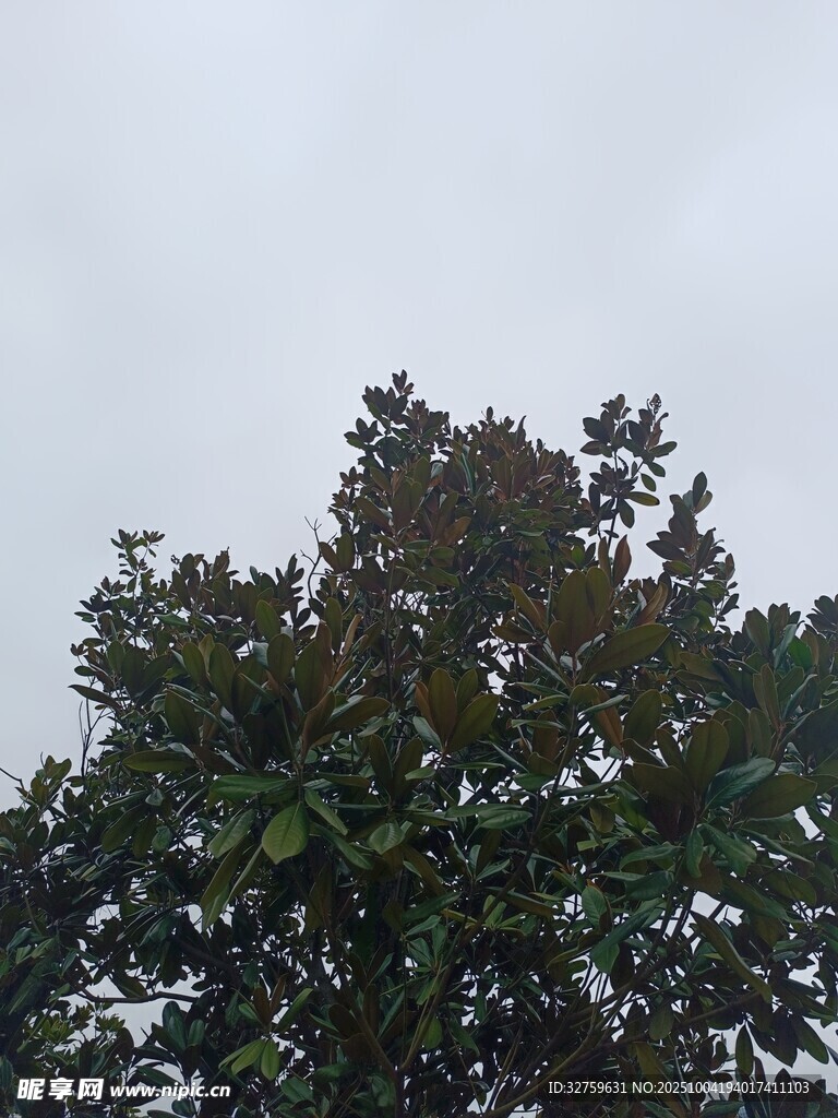 天空下的繁茂绿树