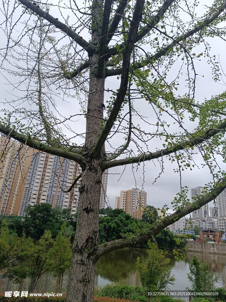 河边光秃大树与城市背景