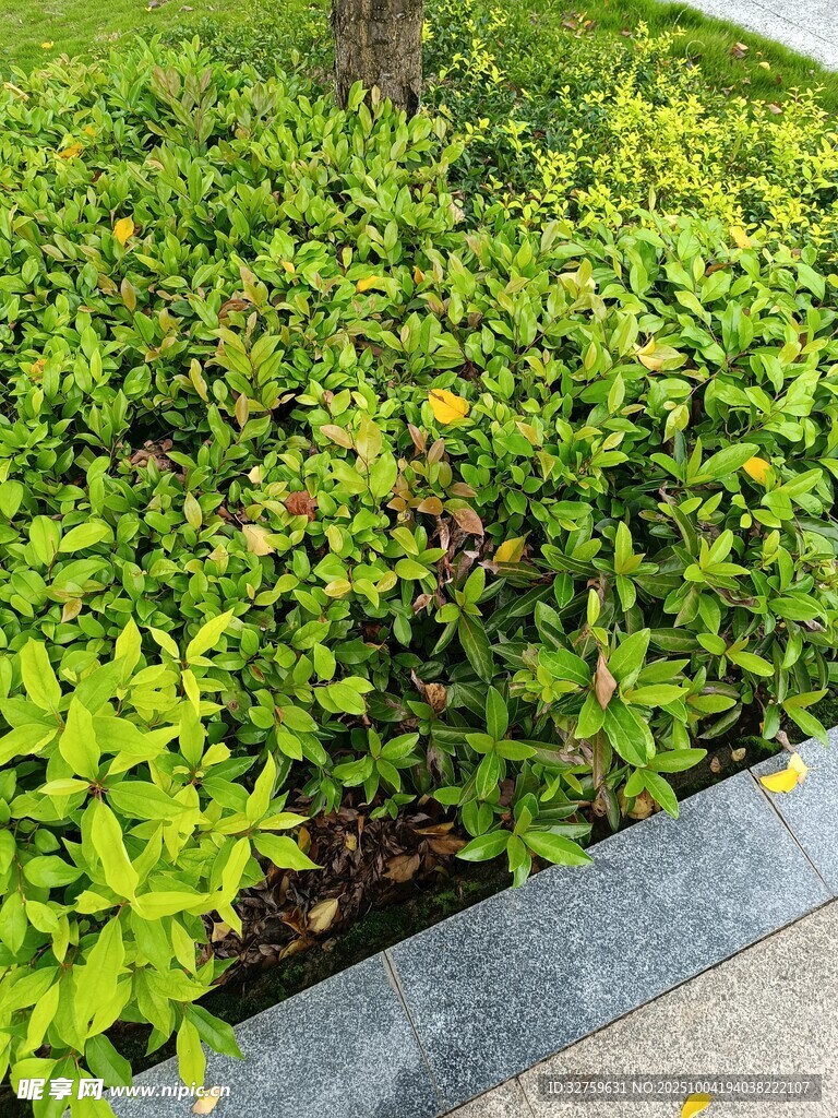 路边绿意盎然的繁茂绿植