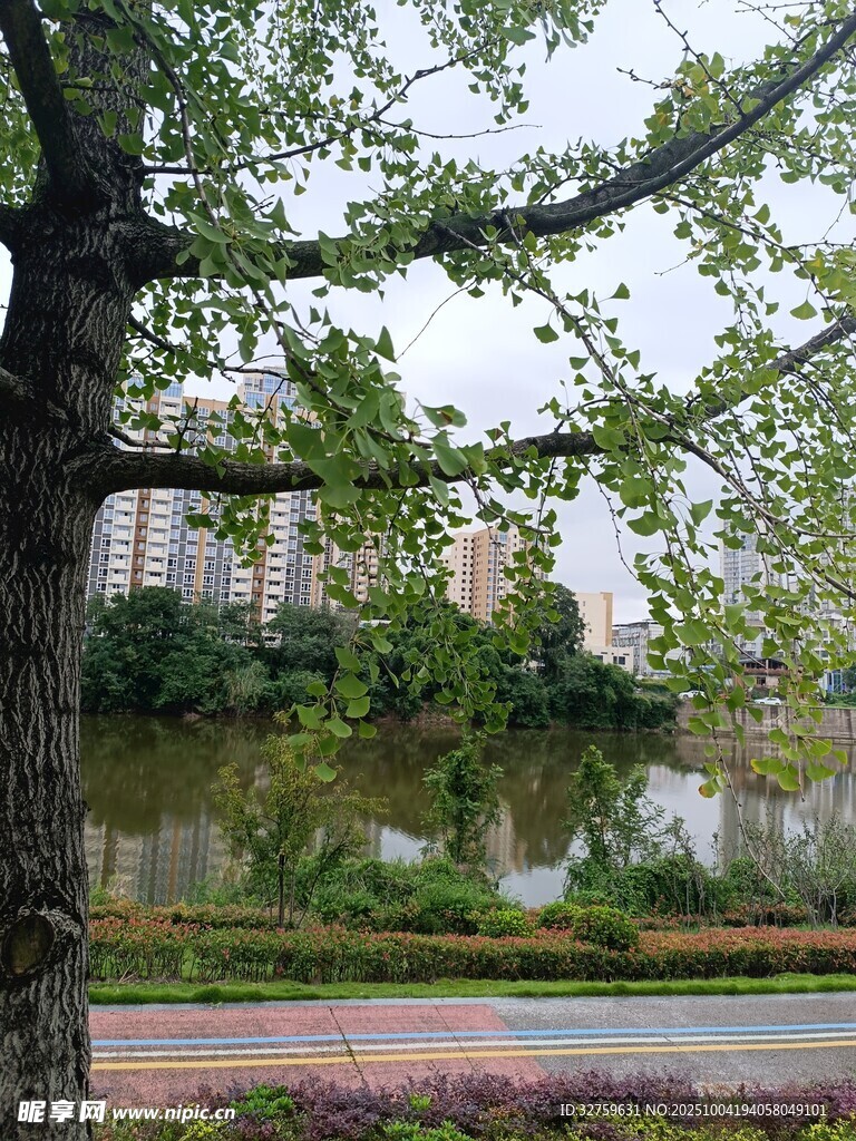 湖畔绿树风景如画