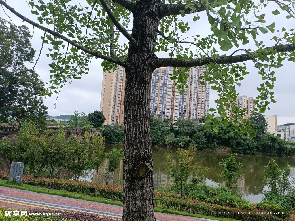 湖畔绿树与远处高楼景致
