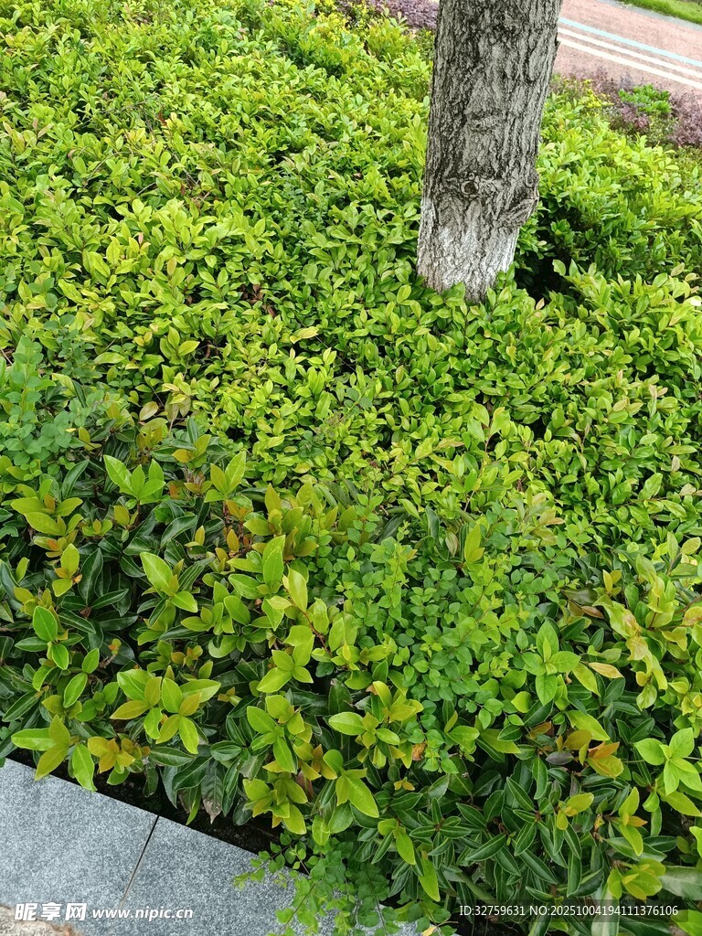 树下翠绿灌木丛特写