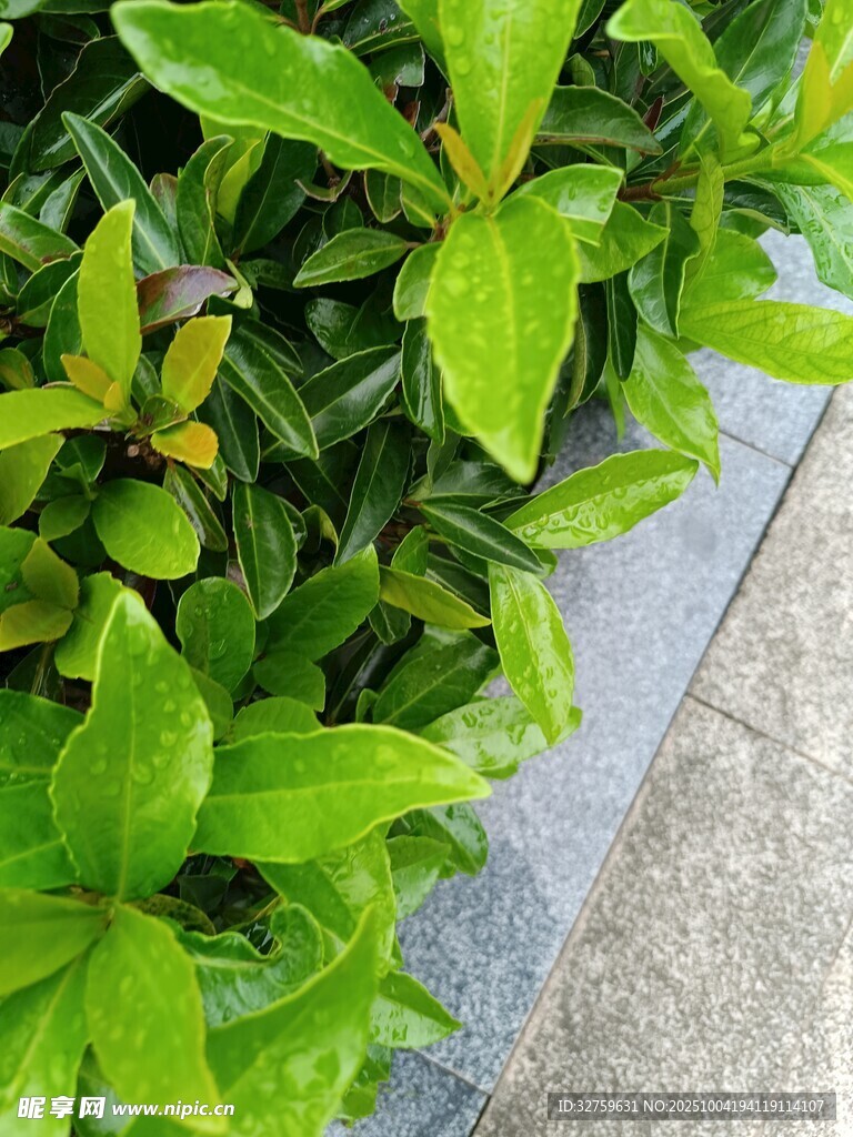 绿叶簇拥的清新植物景观