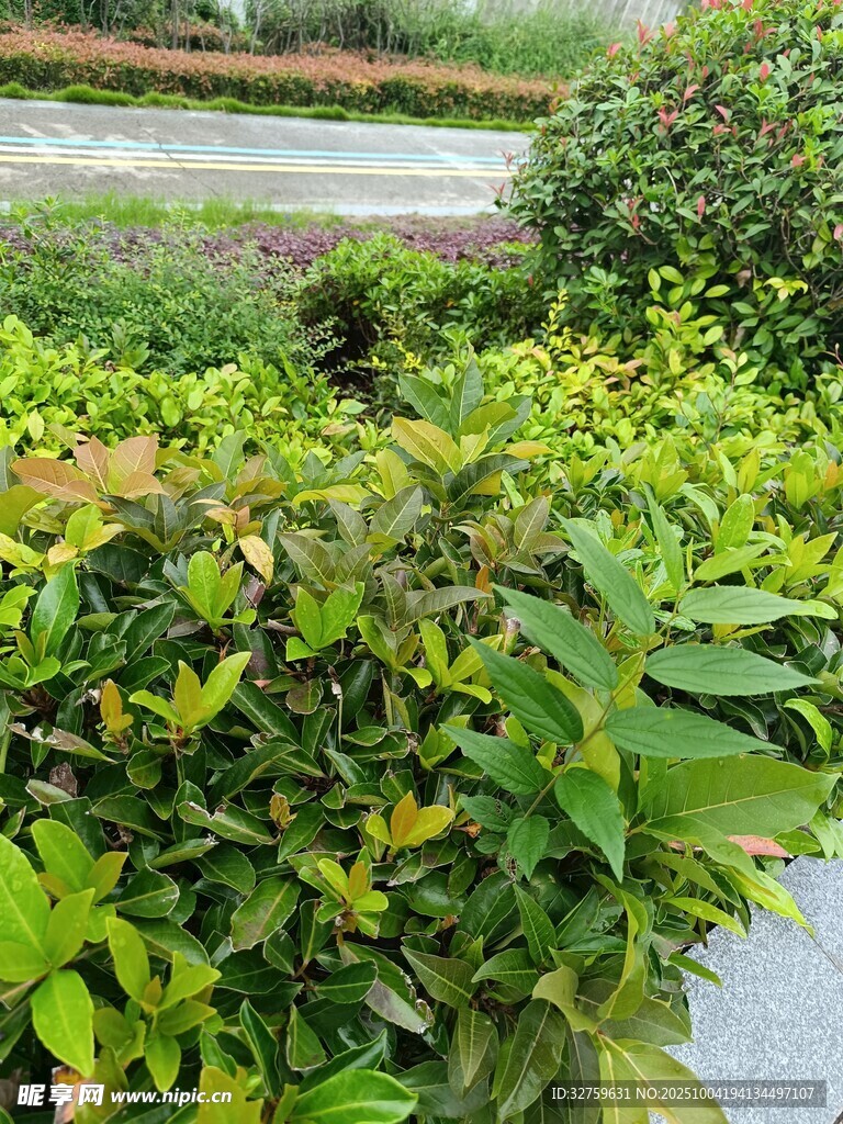 绿叶繁茂的园林景观