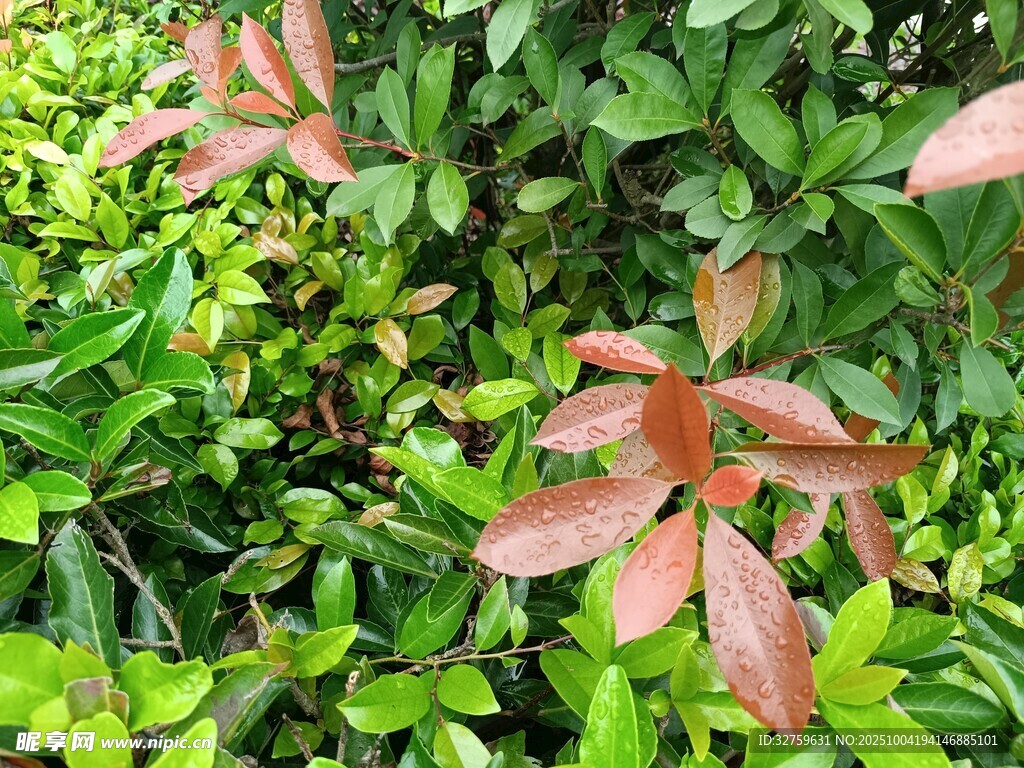 绿叶间的红棕叶片