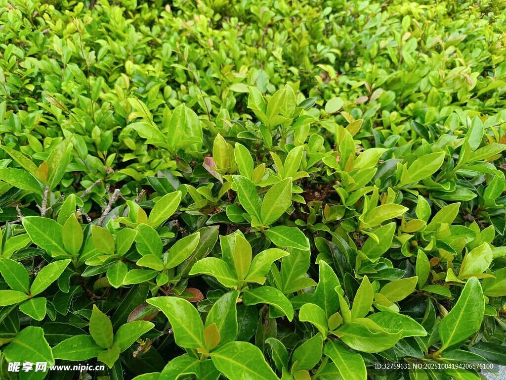 翠绿繁茂的绿植景观