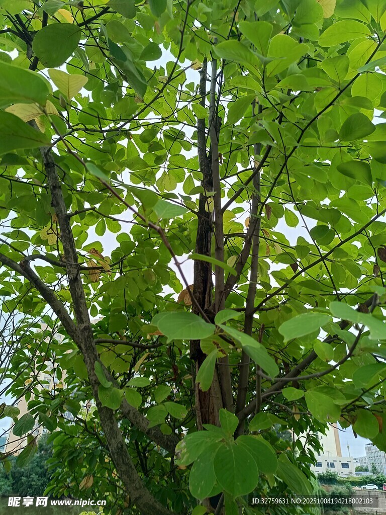 绿叶繁茂的树木景观