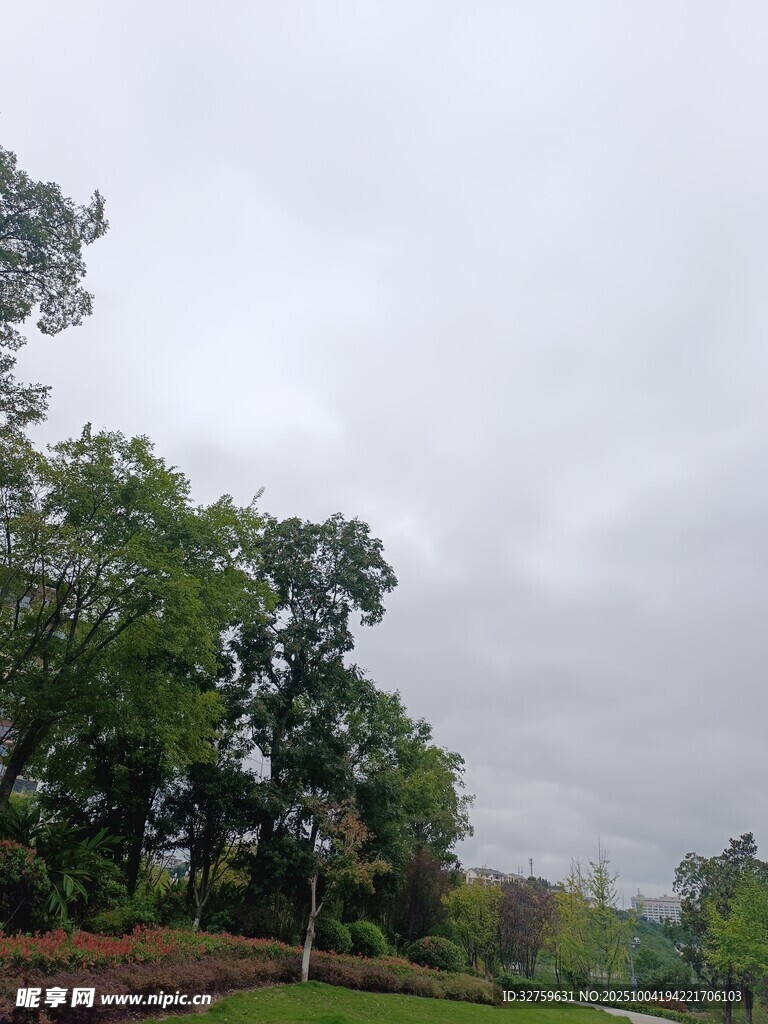 阴天的繁茂树林景观
