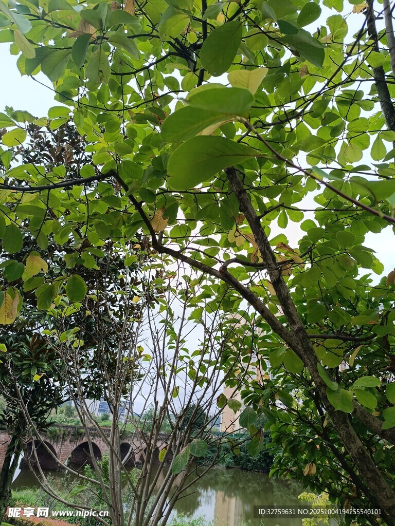 湖畔绿树成荫景致迷人
