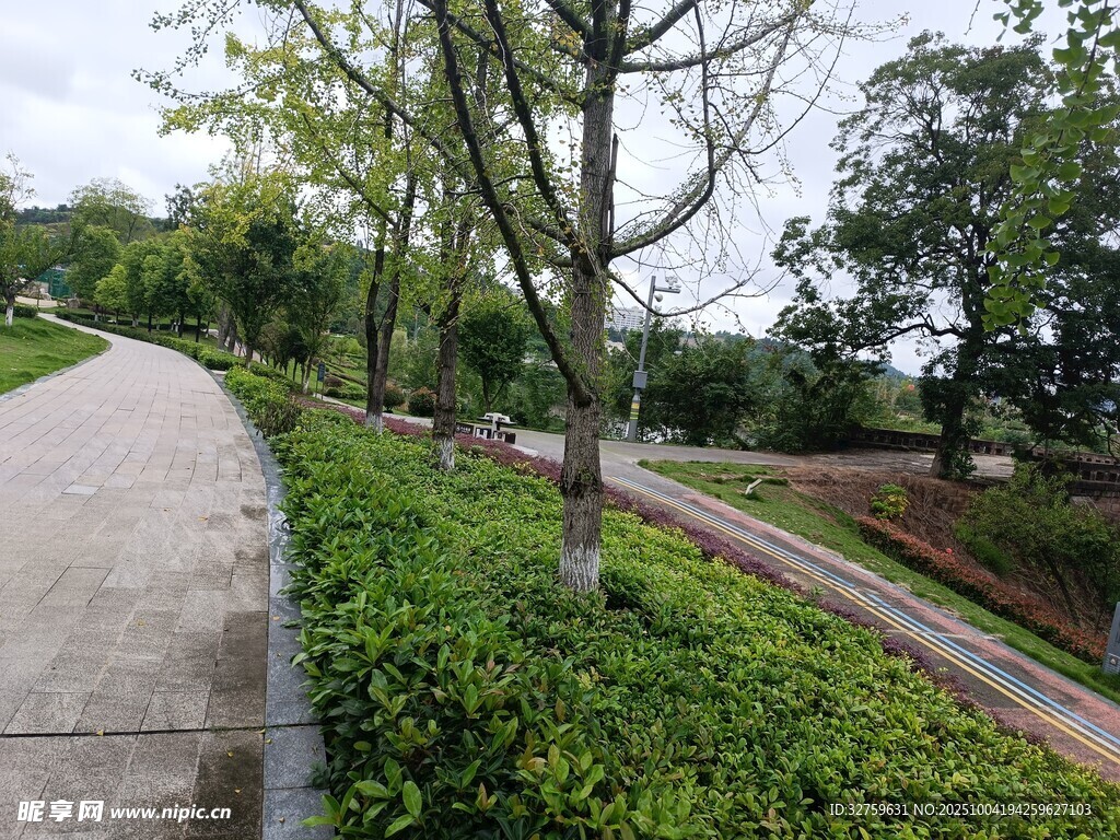 林间小径旁的绿植景观
