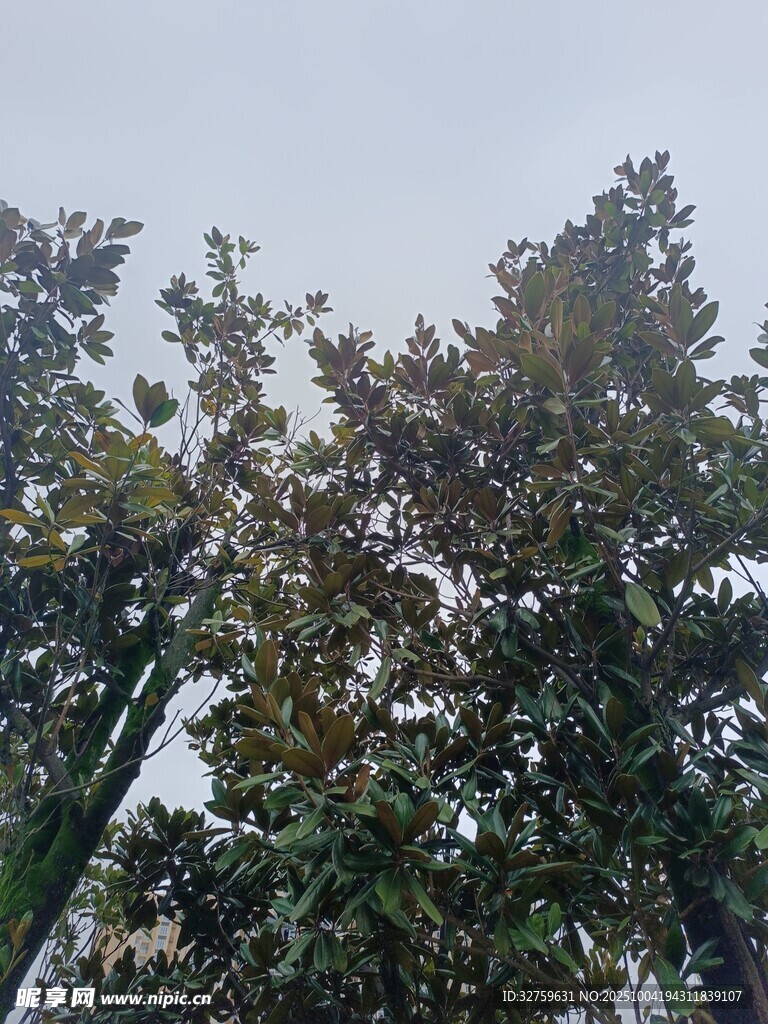 枝叶繁茂的树木