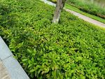 路边繁茂绿植景观