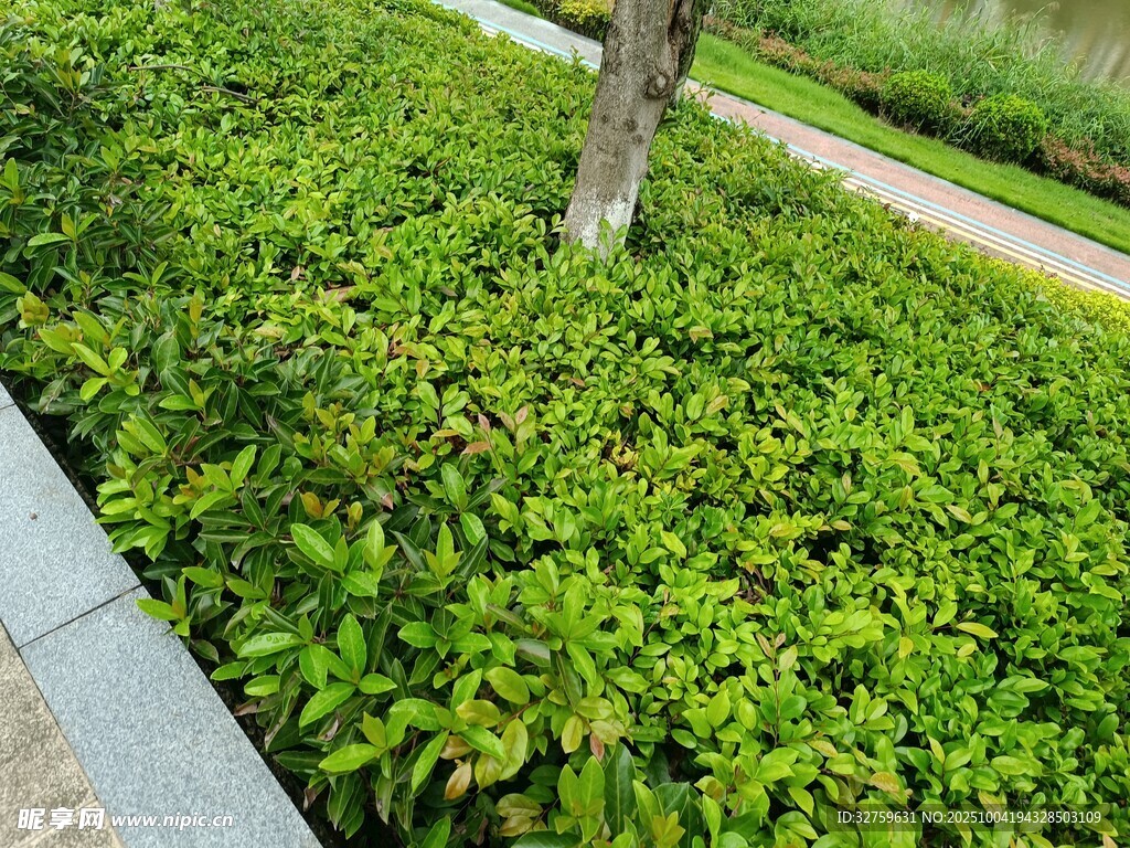 路边繁茂绿植景观