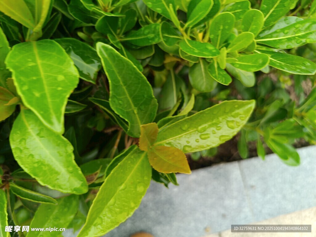 翠绿鲜嫩的植物叶片