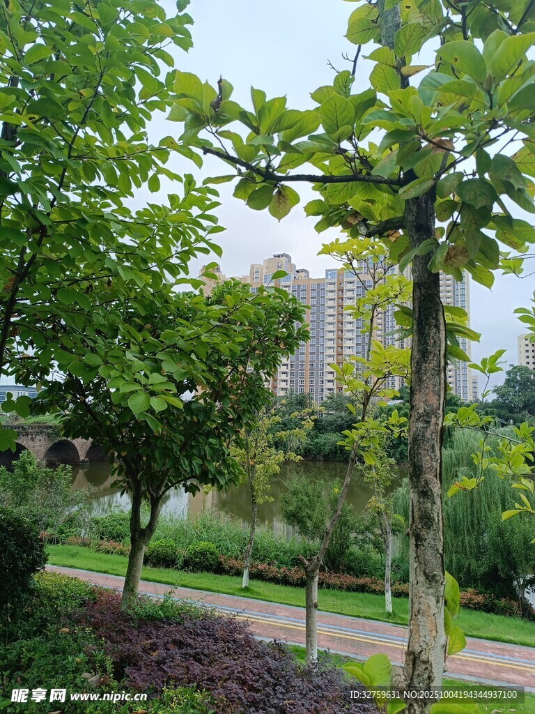 城市公园绿树景观