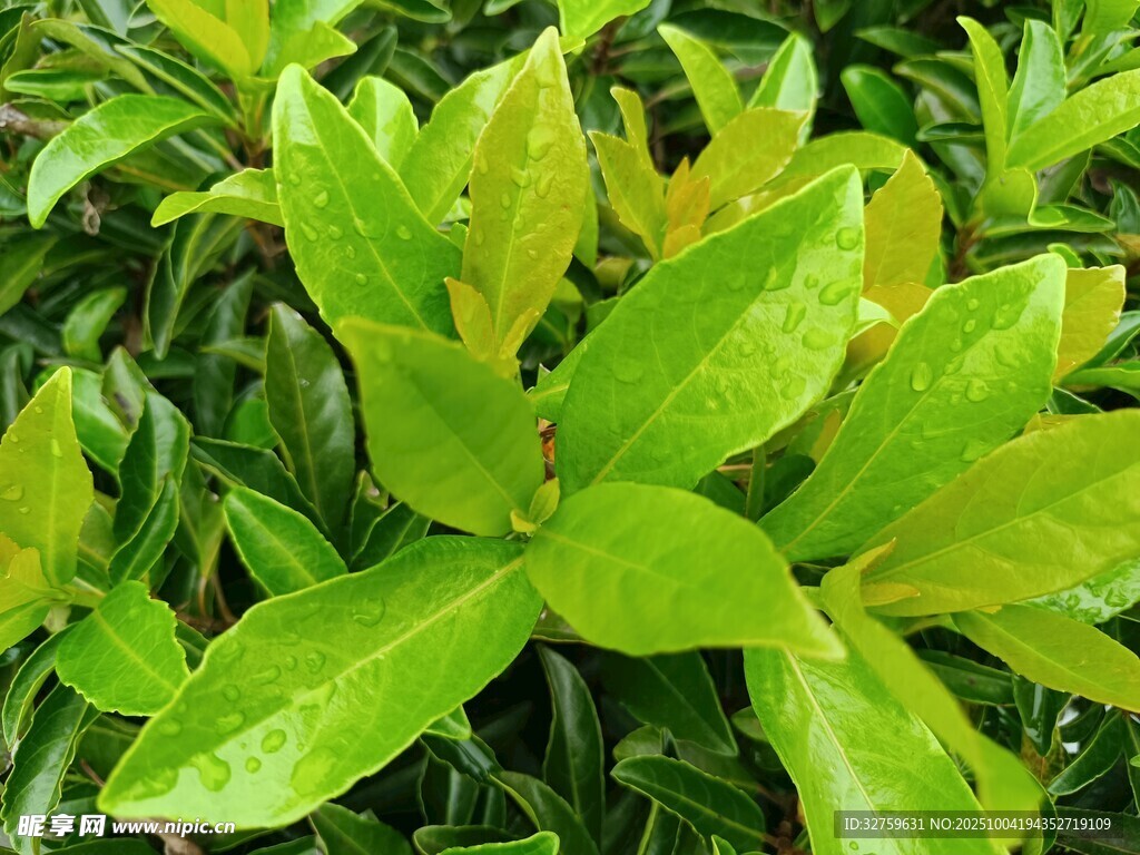 嫩绿叶片植物特写