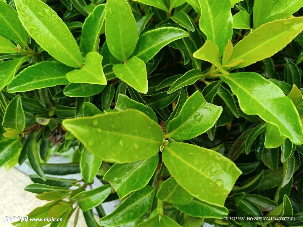 翠绿繁茂的叶片特写