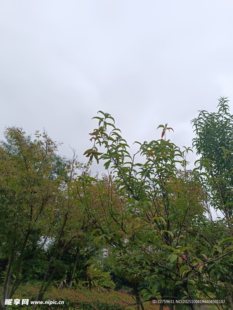 阴天中的繁茂绿树景观