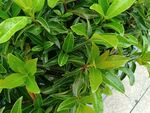 翠绿繁茂的植物叶片