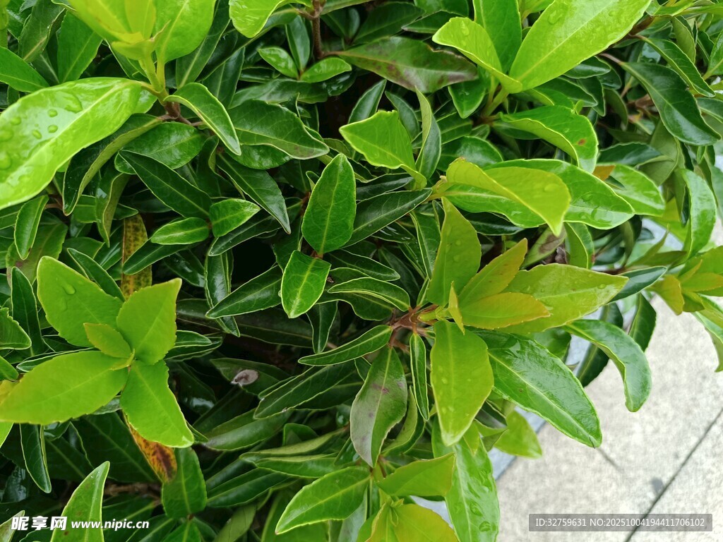 翠绿繁茂的植物叶片