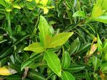 翠绿繁茂的生机绿植