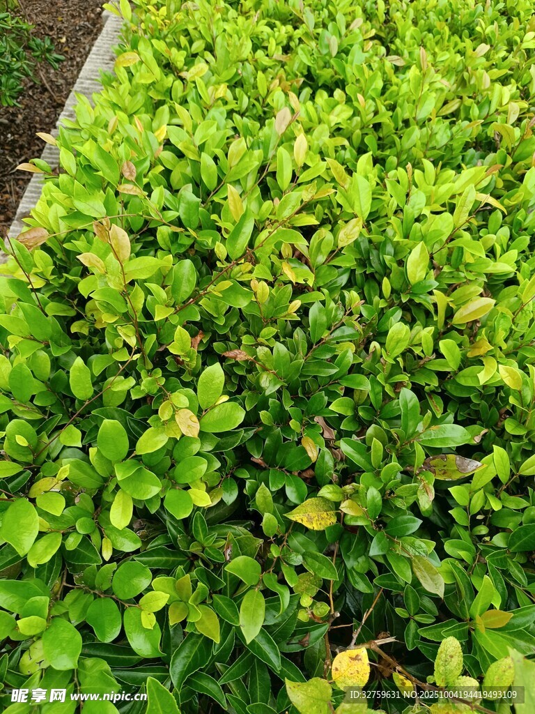 翠绿繁茂的灌木丛