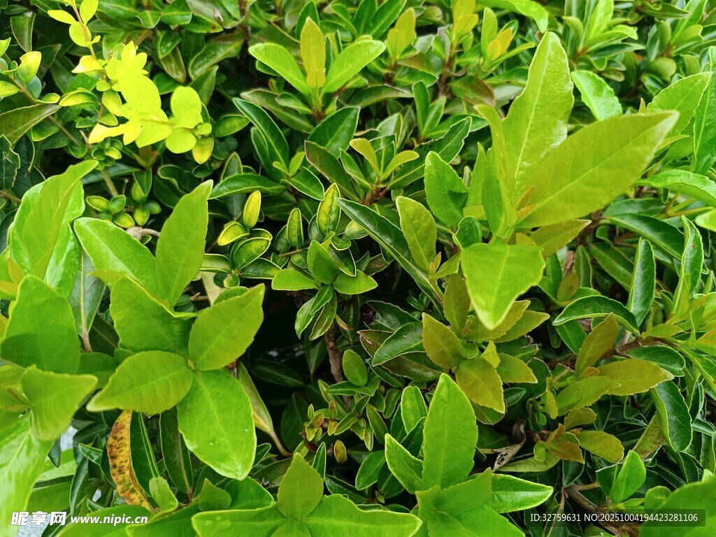 翠绿繁茂的生机植物