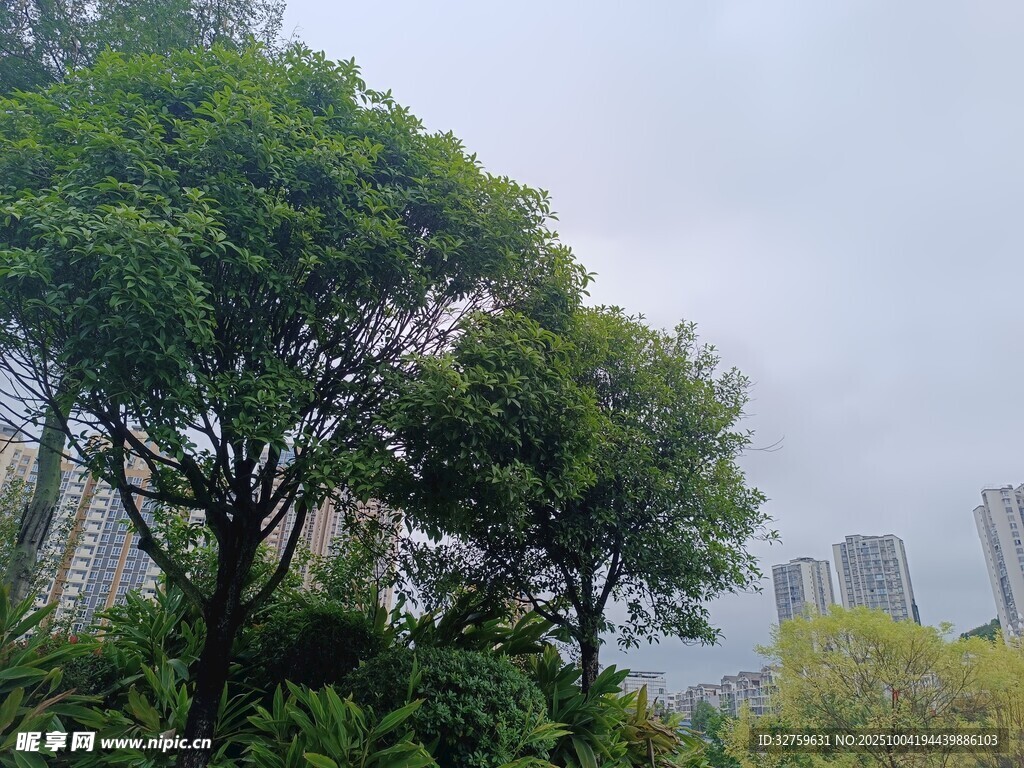 城市中葱郁树木景观