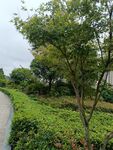蜿蜒小径旁的绿植景观