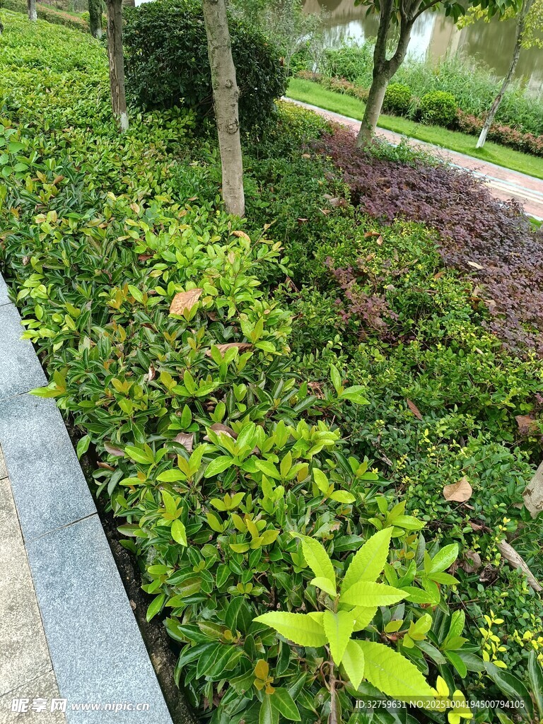 绿意盎然的园林植物景观