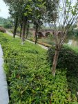 河畔绿植景观