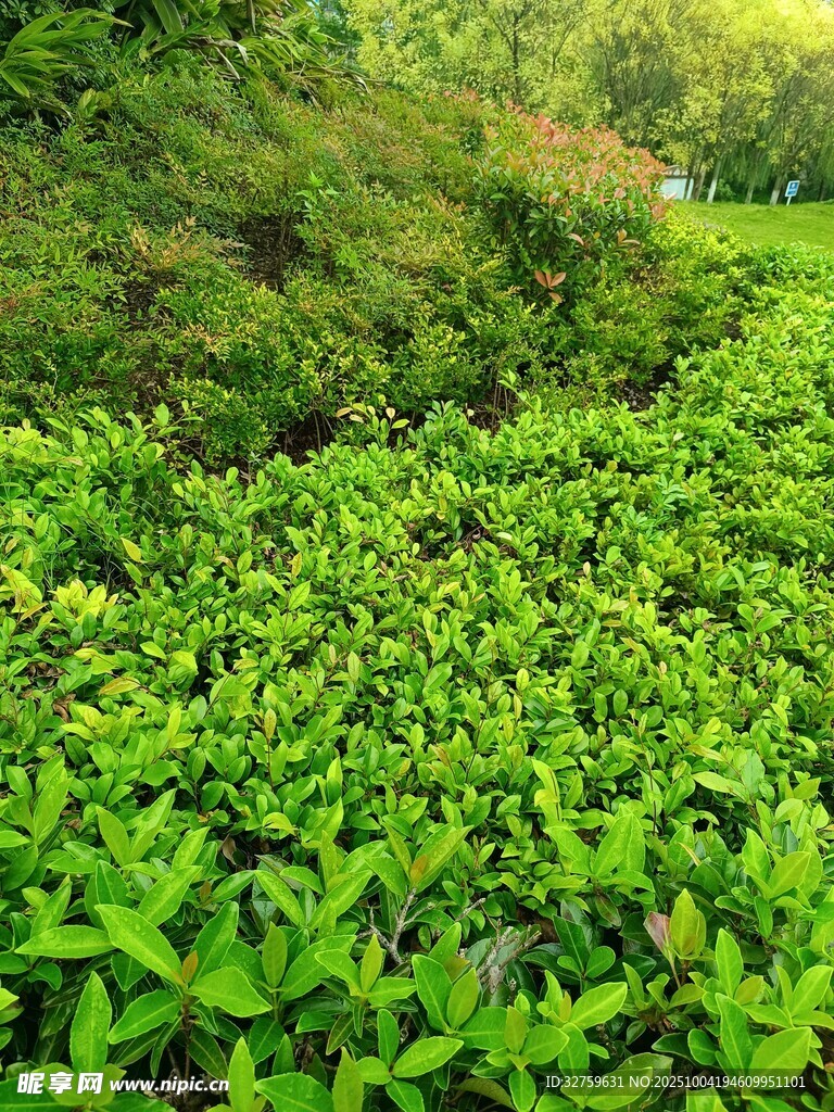 绿意盎然的繁茂植物景观
