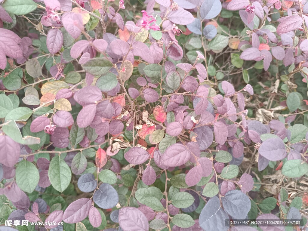 紫叶植物景观
