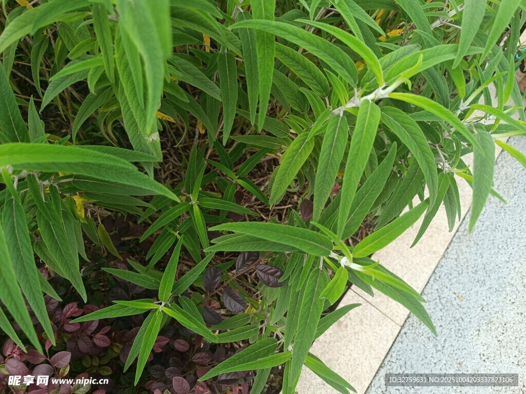 翠绿竹叶近景特写