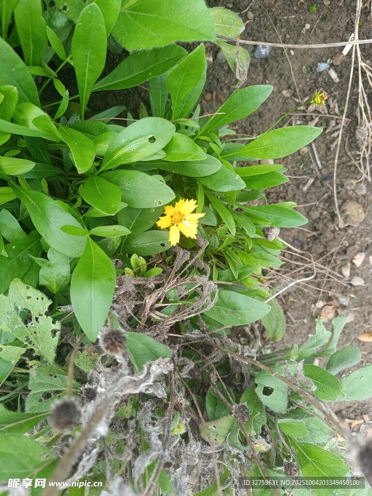 绿叶丛中的黄色小花