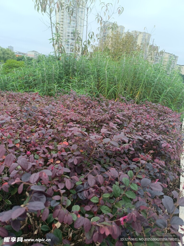 紫叶植物景观