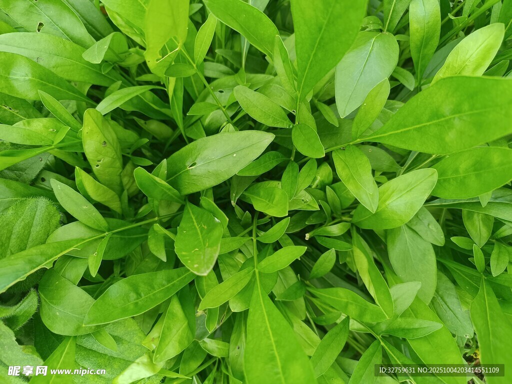 鲜嫩绿叶蔬菜特写