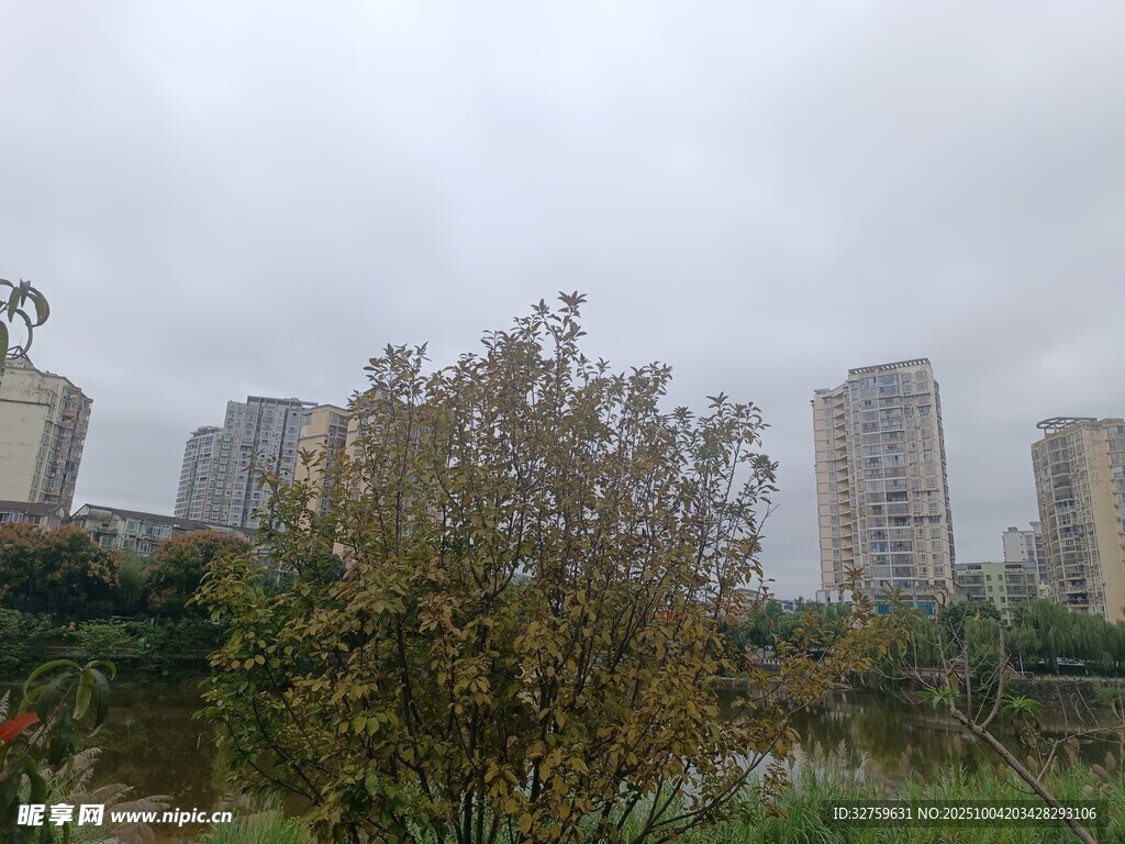 城市中的绿植与高楼景观