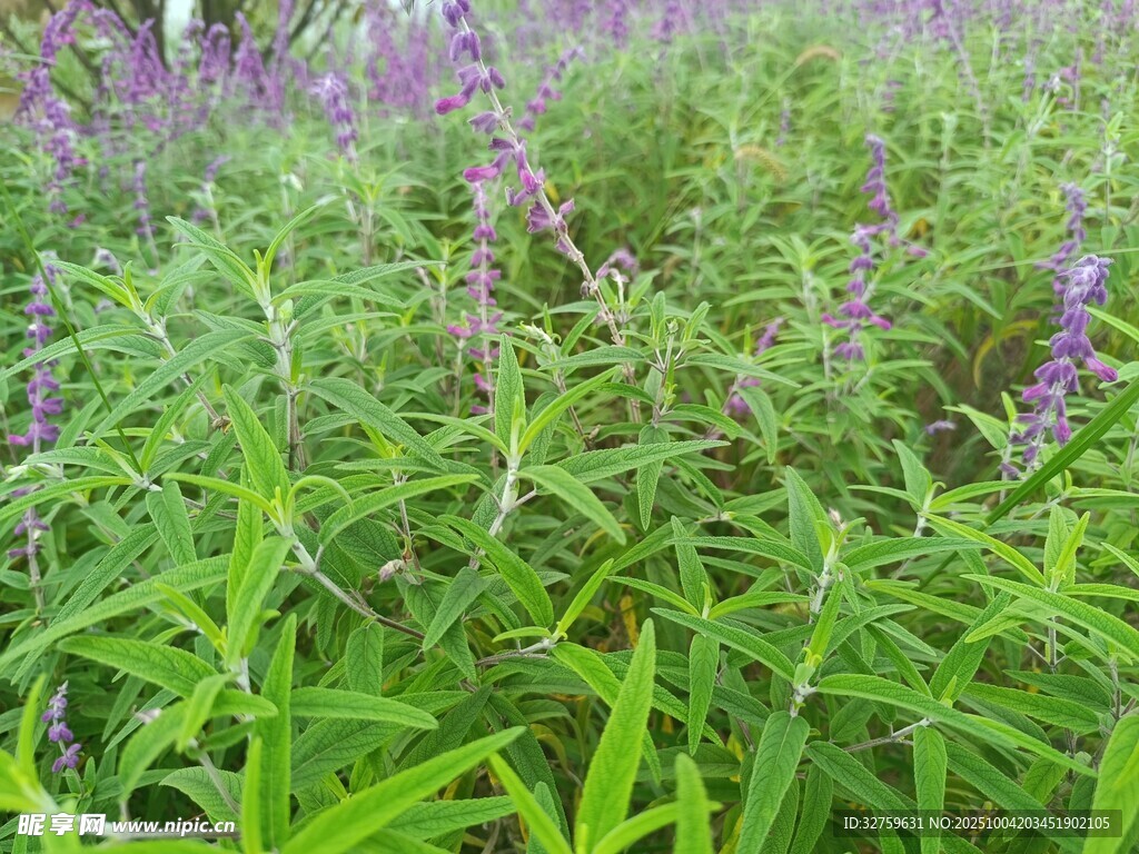 紫色野花点缀的绿色草地