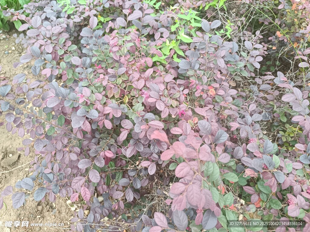 紫叶植物景观