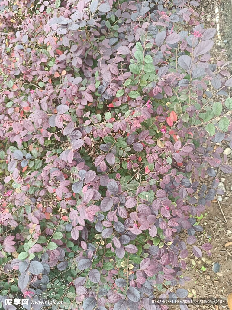 紫叶植物特写