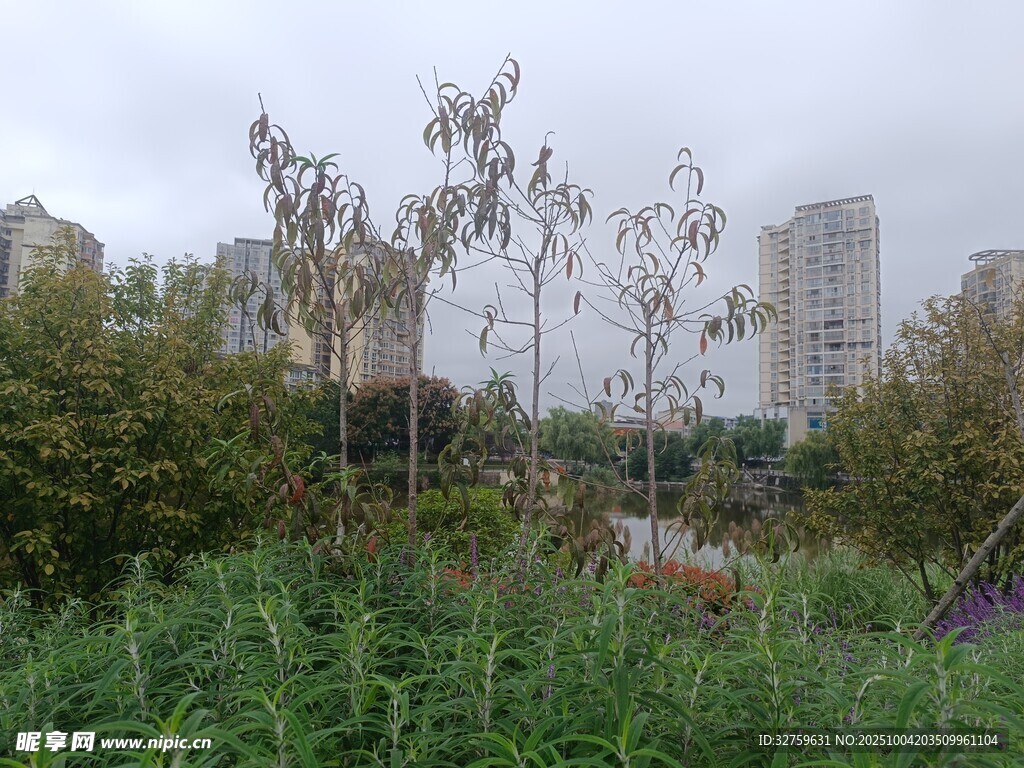城市中的绿植与高楼景观