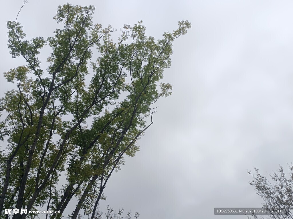 天空下的葱郁树木