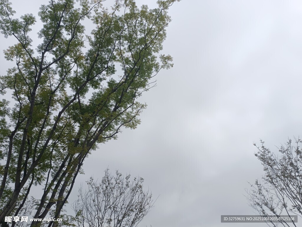 阴天中的挺拔树木