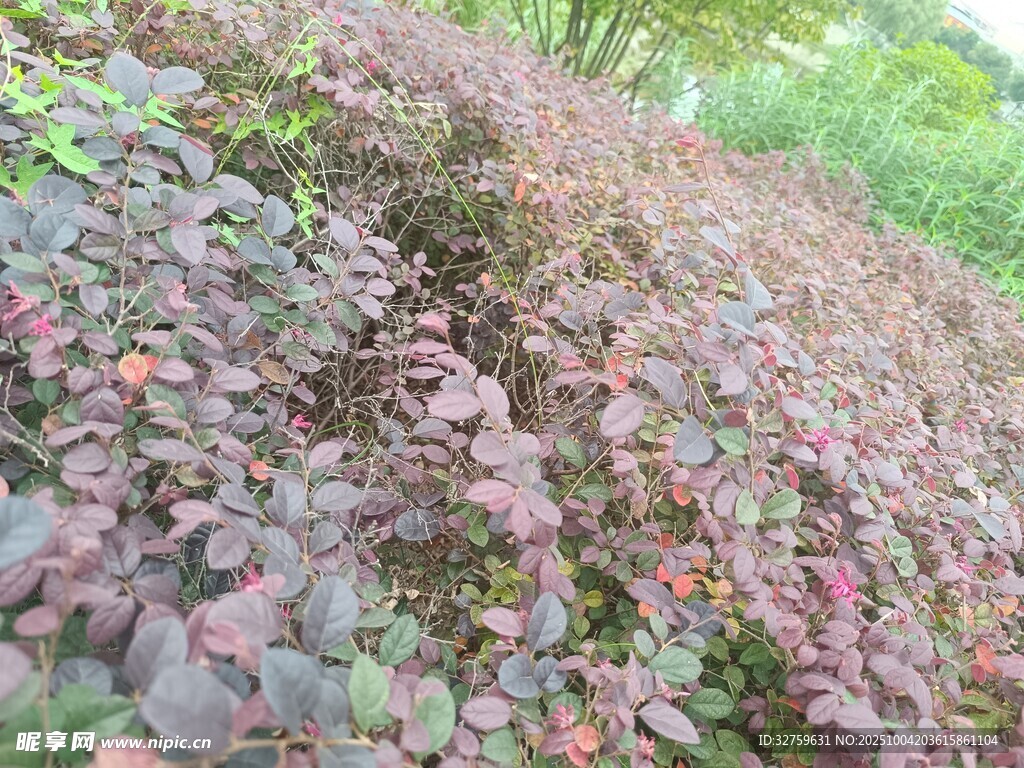 紫叶小檗植物景观