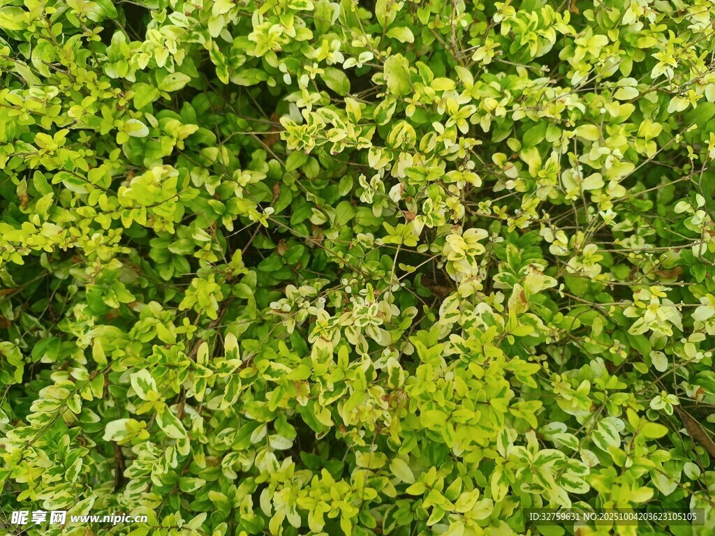 翠绿繁茂的植物墙