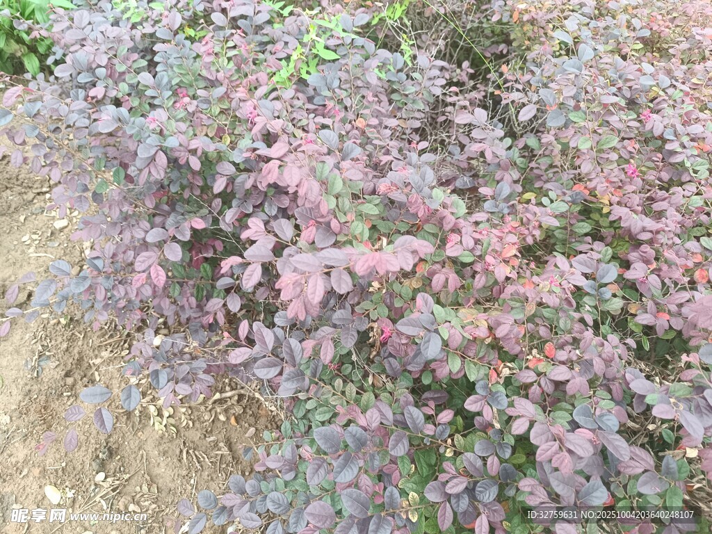 紫叶植物景观