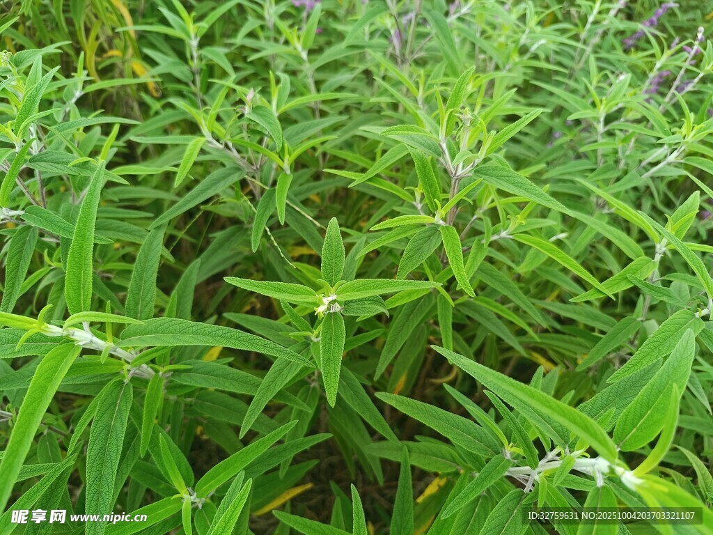 茂盛的绿色植物景观